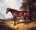 Thoroughbred - Arthur Fitzwilliam Tait