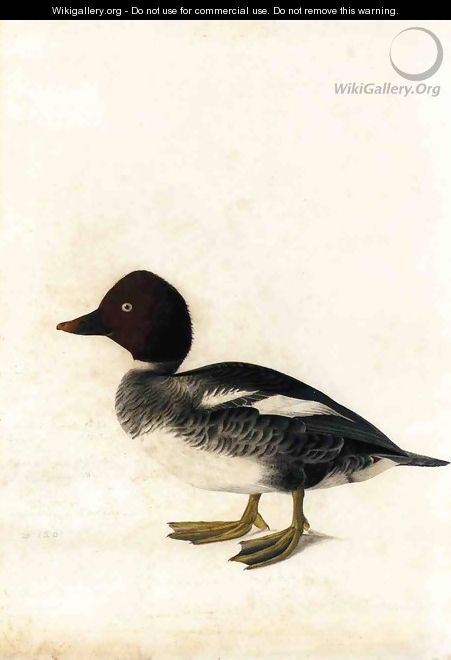 Redhead Duck - John James Audubon