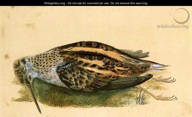 Woodcock - John James Audubon