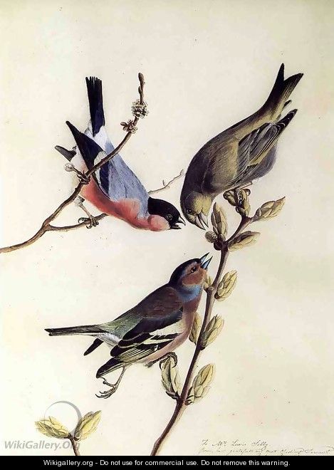 A Chaffinch, Bullfinch and Greenfinch on a Branch of Budding Chestnuts - John James Audubon