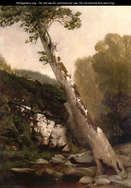 Sycamore, Catskill Clove, Below Haines Falls - John Williamson