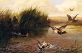 Duck Shooting - Arthur Fitzwilliam Tait