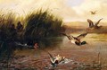 Duck Shooting - Arthur Fitzwilliam Tait