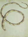 Salt water eel Norfolk Island Banded snake eel - John Hunter