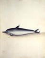 Porpoise Common dolphin - John Hunter