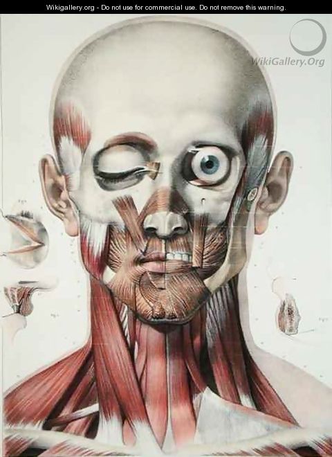 Musculature of the face with the orbit of the eye - (after) Jacob, Nicolas Henri