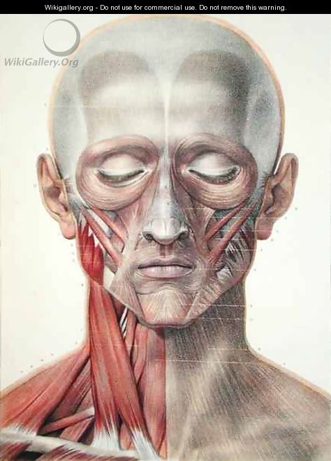 Musculature of the face 2 - (after) Jacob, Nicolas Henri
