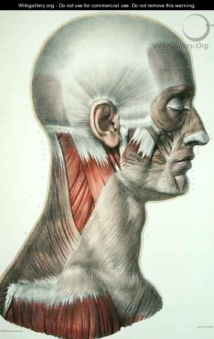 Musculature of the face - (after) Jacob, Nicolas Henri
