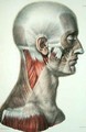 Musculature of the face - (after) Jacob, Nicolas Henri