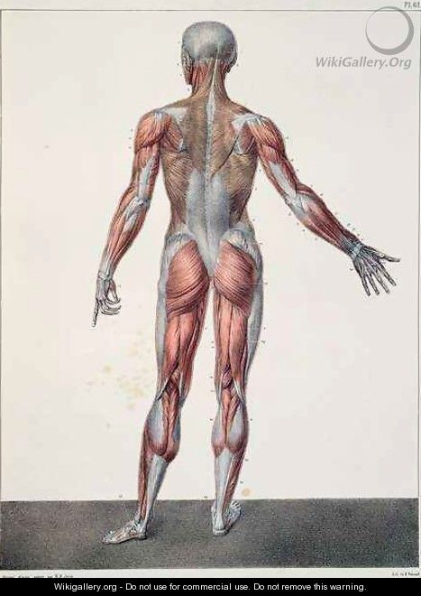 Anatomy of the human body - (after) Jacob, Nicolas Henri