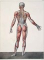 Anatomy of the human body - (after) Jacob, Nicolas Henri