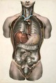 Internal organs - Nicolas Henri Jacob