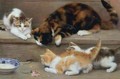Cat and kittens chasing a mouse - Rosa Jameson