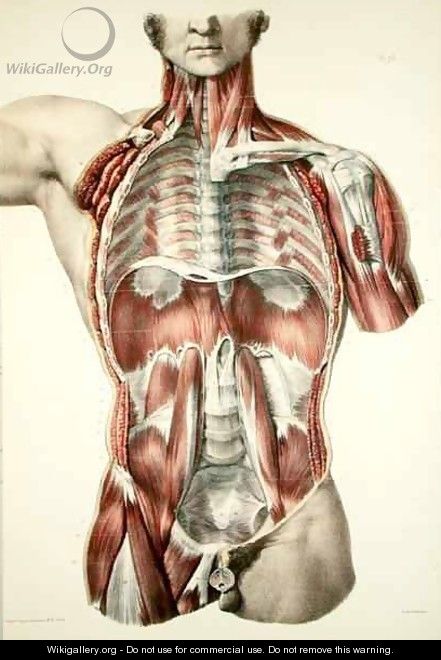 Flayed torso - Nicolas Henri Jacob