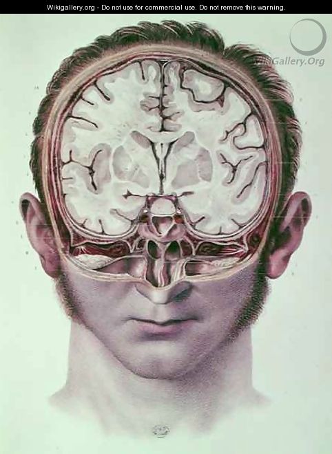 The Brain 2 - Nicolas Henri Jacob