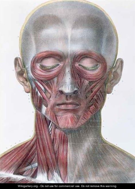 Musculature of the face - Nicolas Henri Jacob