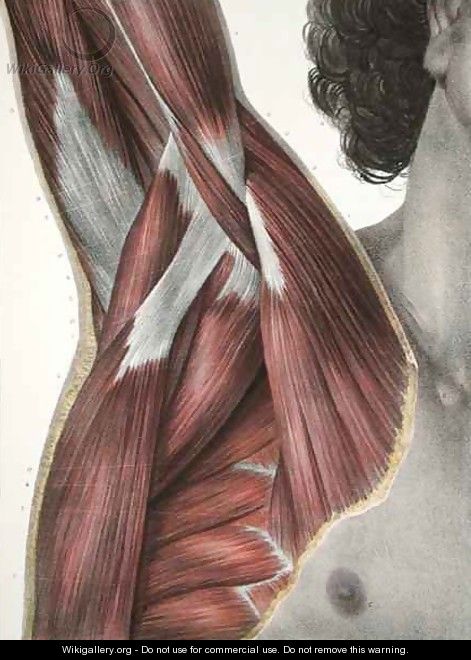 The Shoulder and Axilla - Nicolas Henri Jacob
