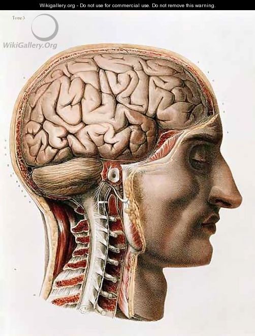 The Brain - Nicolas Henri Jacob