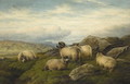 Sheep - Charles Jones