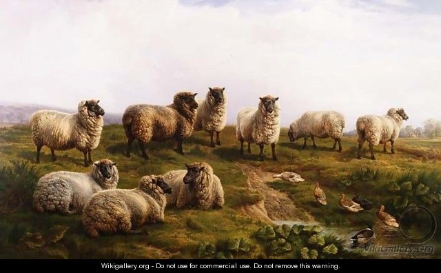 Welsh Black Faced Sheep - Charles Jones