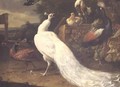 The White Peacock - Melchior de Hondecoeter