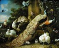 Peacock parakeet pelican crane and poultry - Melchior de Hondecoeter