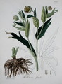 Helleborus Foetidus from Phytographie Medicale - L.F.J. Hoquart