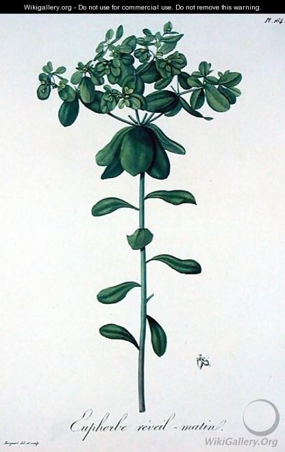 Euphorbia Helioscopia from Phytographie Medicale - L.F.J. Hoquart