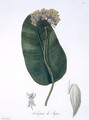 Asclepias Syriaca from Phytographie Medicale - L.F.J. Hoquart