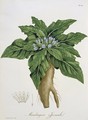 Mandragora Officinarum from Phytographie Medicale - L.F.J. Hoquart