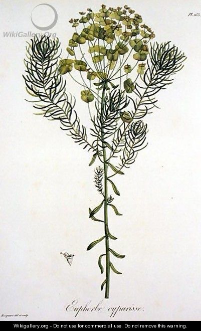 Euphorbia Cyparissias from Phytographie Medicale - L.F.J. Hoquart