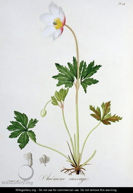 Wood Anemone from Phytographie Medicale - L.F.J. Hoquart