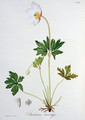 Wood Anemone from Phytographie Medicale - L.F.J. Hoquart
