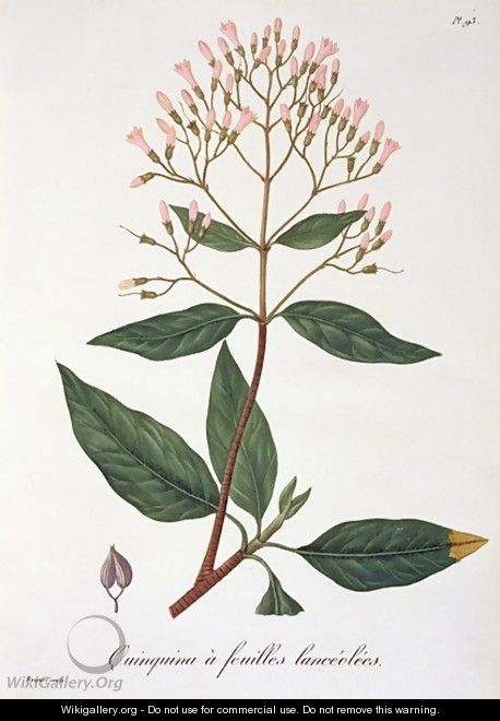Cinchona from Phytographie Medicale 2 - L.F.J. Hoquart