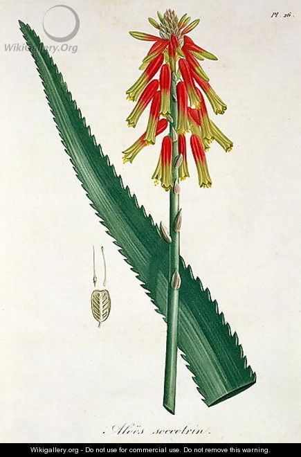 Aloe from Phytographie Medicale - L.F.J. Hoquart