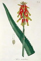 Aloe from Phytographie Medicale - L.F.J. Hoquart