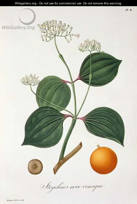 Strychnos nux vomica from Phytographie Medicale - L.F.J. Hoquart