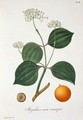 Strychnos nux vomica from Phytographie Medicale - L.F.J. Hoquart