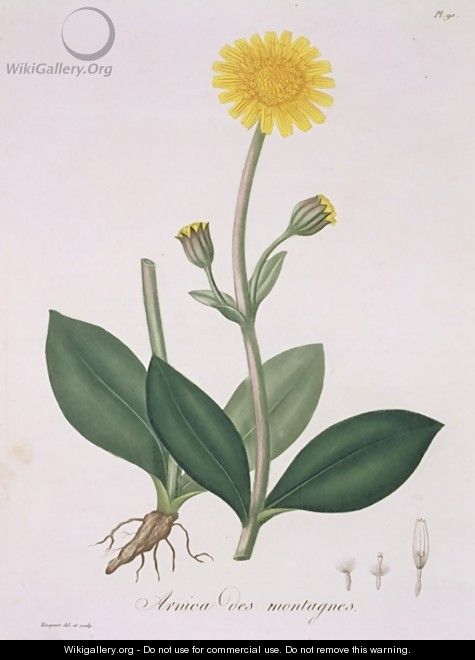 Arnica Montana from Phytographie Medicale - L.F.J. Hoquart