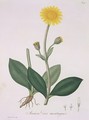 Arnica Montana from Phytographie Medicale - L.F.J. Hoquart