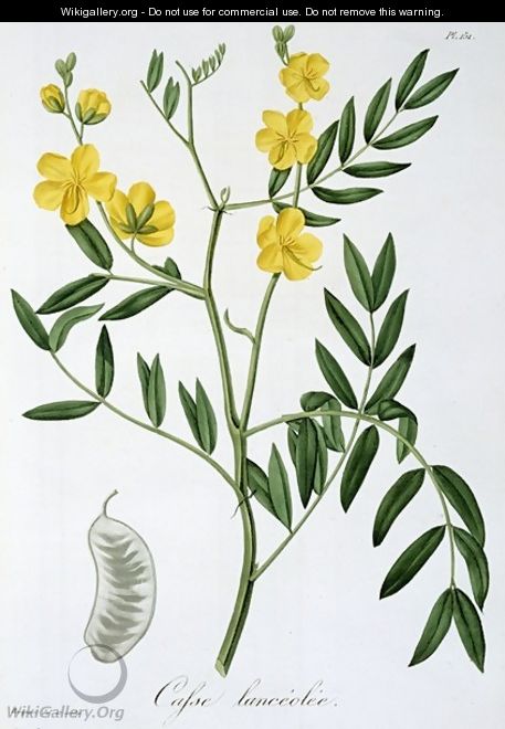 Cassia from Phytographie Medicale - L.F.J. Hoquart