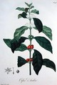 Coffea Arabica from Phytographie Medicale - L.F.J. Hoquart