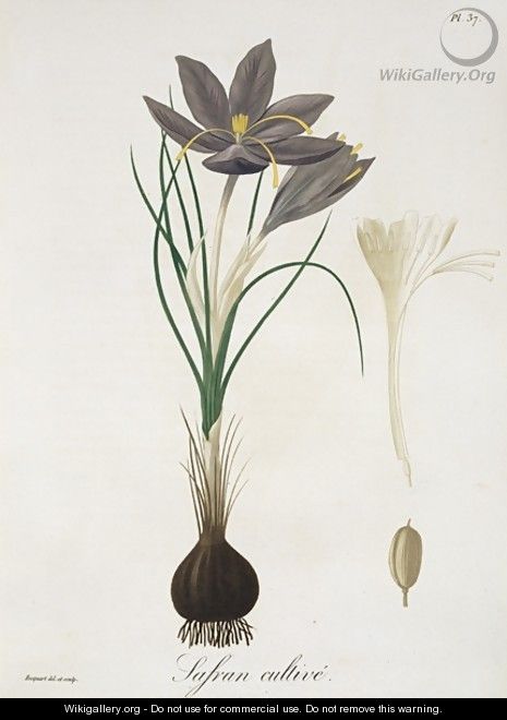 Saffron Crocus from Phytographie Medicale - L.F.J. Hoquart