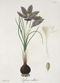 Saffron Crocus from Phytographie Medicale - L.F.J. Hoquart