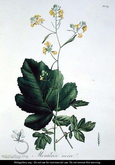 Brassica nigra from Phytographie Medicale - L.F.J. Hoquart