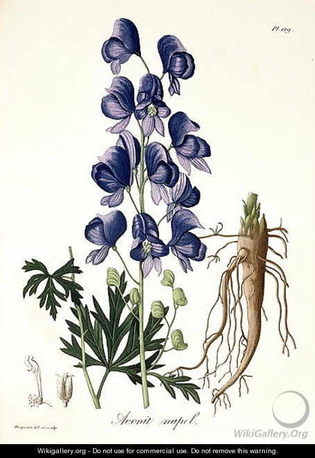 Aconitum Napellus from Phytographie Medicale - L.F.J. Hoquart