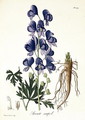 Aconitum Napellus from Phytographie Medicale - L.F.J. Hoquart