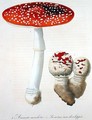 Amanita Muscaria from Phytographie Medicale - L.F.J. Hoquart