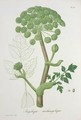 Angelica Archangelica from Phytographie Medicale - L.F.J. Hoquart