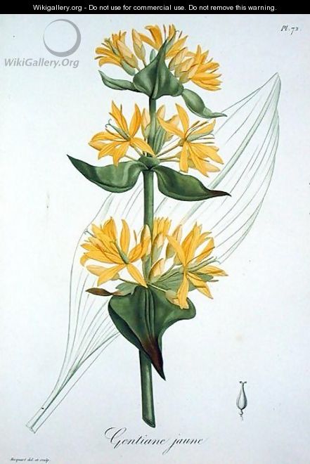 Yellow Gentian from Phytographie Medicale - L.F.J. Hoquart